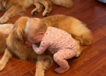 Toddler’s Morning Ritual With Golden Retrievers Involves Different Greetings