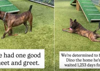 Shelter Dog Waiting for Over 1000 Days Still Faces an Uncertain Future