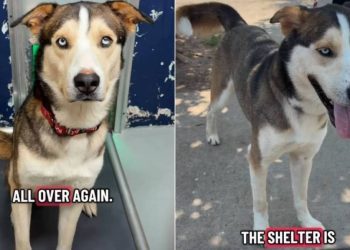 Shelter Dog’s Worst Fear Becomes a Reality After He Is Surrendered