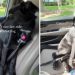 Human Takes Foster Dog on One Last Ride Together & It Turns Into the Hardest Goodbye