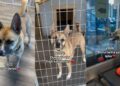 After Three Devastating Goodbyes, This Shelter Dog Still Hasn’t Given Up on Love