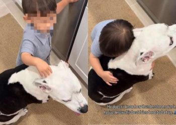 Big Dog Finds Comfort in Little Boy as He Hugs Her To Cope With Thunderstorm