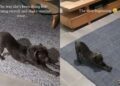 Human Realizes Dog’s Morning Ritual Hasn’t Changed Since She Came Home as a Puppy