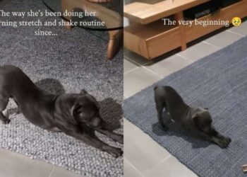 Human Realizes Dog’s Morning Ritual Hasn’t Changed Since She Came Home as a Puppy