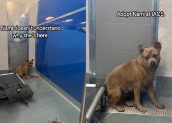 Human Finds Shelter Dog Trembling, Cooped up at the Back of Her Kennel