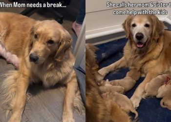 Mama Golden Retriever Gives Her All to Babies & Her Family Ensures She Gets a Break Too