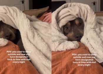 Rescue Dog Who Once Slept Outside Leaves Cold Nights Behind When Human Warmly Tucks Him In