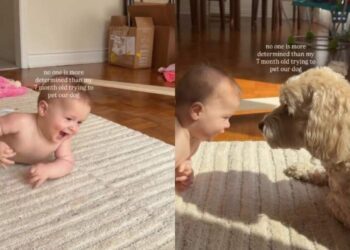 Baby Crawls Determined To Pet the Dog, but Adorably Fails