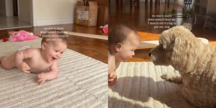 Baby Crawls Determined To Pet the Dog, but Adorably Fails