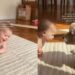Baby Crawls Determined To Pet the Dog, but Adorably Fails