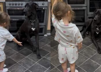 Toddler Walks up to Big Dog With a Treat, Then Adorably Has Her Do Tricks & She Listens