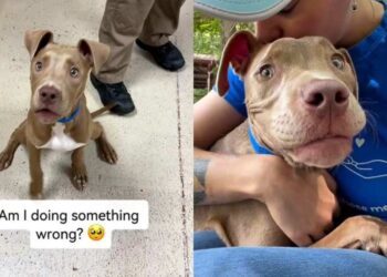 Shelter Dog Returned Thrice for Having ‘Too Much Energy’ Wonders if It’s His Fault