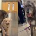 Introverted Shelter Puppy Finds Comfort in the Gentle Presence of Big Emotional Support Dog