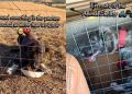 Stray Dog Walks up to Humans, Not Knowing Rescue, Shelter & a New Beginning Awaits Her