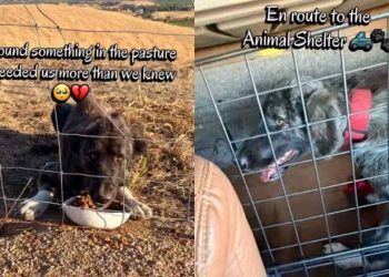 Stray Dog Walks up to Humans, Not Knowing Rescue, Shelter & a New Beginning Awaits Her