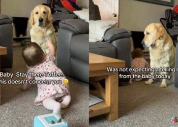 Golden Retriever Is in Disbelief After Baby Sibling Tells Her Off