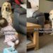 Golden Retriever Is in Disbelief After Baby Sibling Tells Her Off