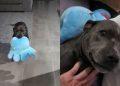 Human Really Upsets Dog by Coming Home Late, Not Realizing How Much She Missed Him