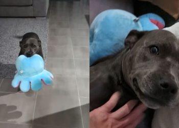 Human Really Upsets Dog by Coming Home Late, Not Realizing How Much She Missed Him