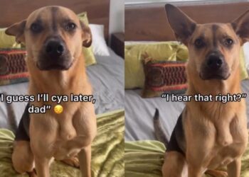 Rescue Dog Thinks Human’s Leaving Him Behind, Unaware They’ll Share Every Adventure Together