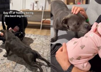 Dog Finds His New Purpose After Baby Sister Joins the Family