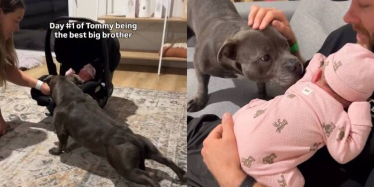 Dog Finds His New Purpose After Baby Sister Joins the Family