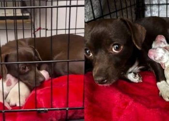 Mama Rescue Dog Trembles Inside a Crate, Snuggles Her Babies Close Until They’re Safe