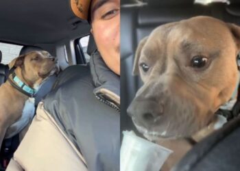 Human Adopts a ‘Nervous’ Rescue Dog, Unaware He’s About To Discover a Whole New Life