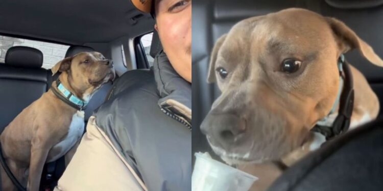 Human Adopts a ‘Nervous’ Rescue Dog, Unaware He’s About To Discover a Whole New Life