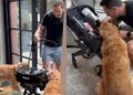 Golden Retrievers Wait at the Door for Human To Bring Home Little Baby, Then Do This