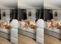 Golden Retrievers Comfort Postpartum Mom With Baby Using Skills They Know Best
