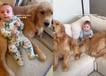 Golden Retrievers Fall in Love With Baby One Core Memory at a Time