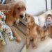 Golden Retrievers Fall in Love With Baby One Core Memory at a Time