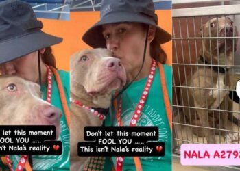 Shelter Dog’s Happiness Is Momentary as Her Reality Is Truly Heartbreaking