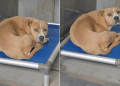Human Visits Shelter Dog, Only To Find Her Shaking in Kennel She’ll Never Feel Enough In