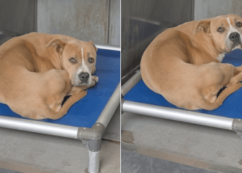 Human Visits Shelter Dog, Only To Find Her Shaking in Kennel She’ll Never Feel Enough In