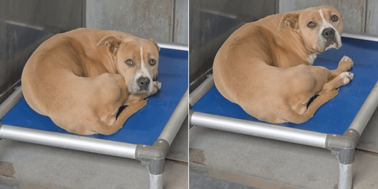 Human Visits Shelter Dog, Only To Find Her Shaking in Kennel She’ll Never Feel Enough In