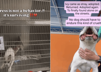 Shelter Dog Was Failed More Than Once & Now She Barely Survives in Kennel