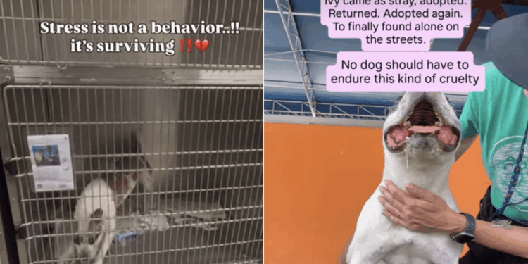 Shelter Dog Was Failed More Than Once & Now She Barely Survives in Kennel
