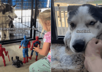 Oldest Shelter Dog’s Weekend Getaway With Kids Brings Out His Real Personality