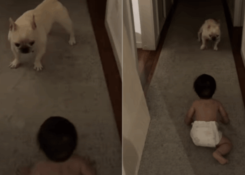 Dog Can’t Believe His Own Eyes Over Baby’s Crawling Milestone