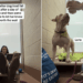 Shelter Dog’s Trust Fall on Human Speaks Volumes About Her Loving Heart