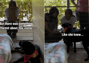 Shelter Dog Thought Human Was Just Passing By, Unaware That Her Life Was About To Change