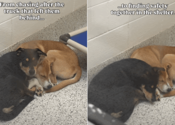 Dogs Found Chasing a Truck That Left Them Behind Find Comfort in Each Other