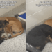 Dogs Found Chasing a Truck That Left Them Behind Find Comfort in Each Other