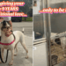 Senior Shelter Dog Gave Family Unconditional Love Only To Be Left Alone in a Kennel