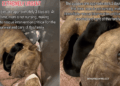 Mama Dog & Her Babies Look So Helpless in a Kennel, Unaware Fate Has Other Plans for Them