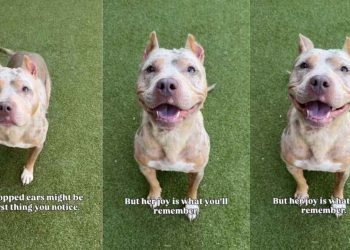 Shelter Dog With Cropped Ears Who Waited for a Family To Love Her Finally Gets Adopted