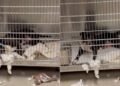 Shelter Dog Does One Unexpected Thing That Makes Human See Her Heartbreaking Reality