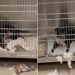 Shelter Dog Does One Unexpected Thing That Makes Human See Her Heartbreaking Reality